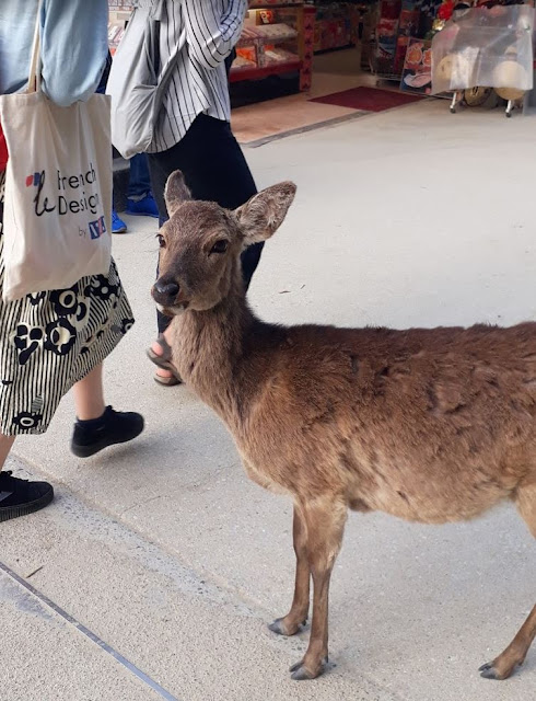 Deer on Miyajima Island