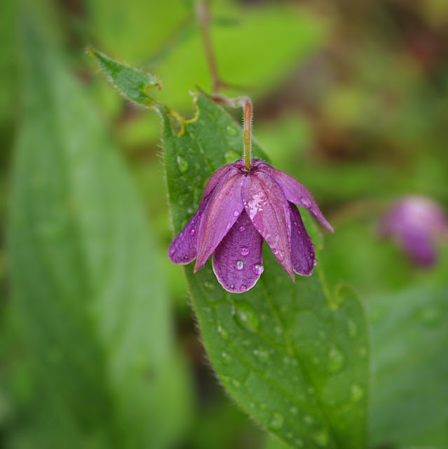 Aquilegia (Semiaquilegia) ecalcarata; summer solstice, cohanmagazine.blogspot.com