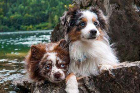 Berger Australien vs Lassie: différence et photos