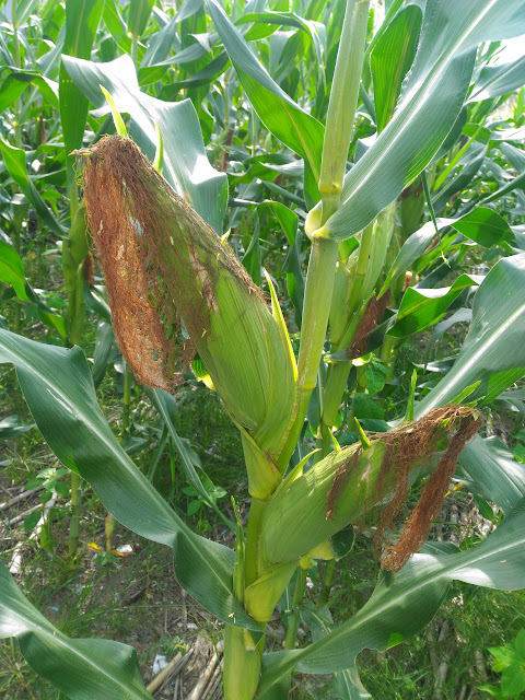 Jagung