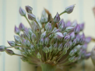 ニンニク 花 592582-ニンニク 花言葉