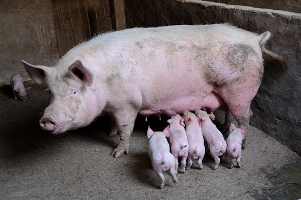 pig farming, pig farming business, pig farming in Nigeria, pig farming business in Nigeria