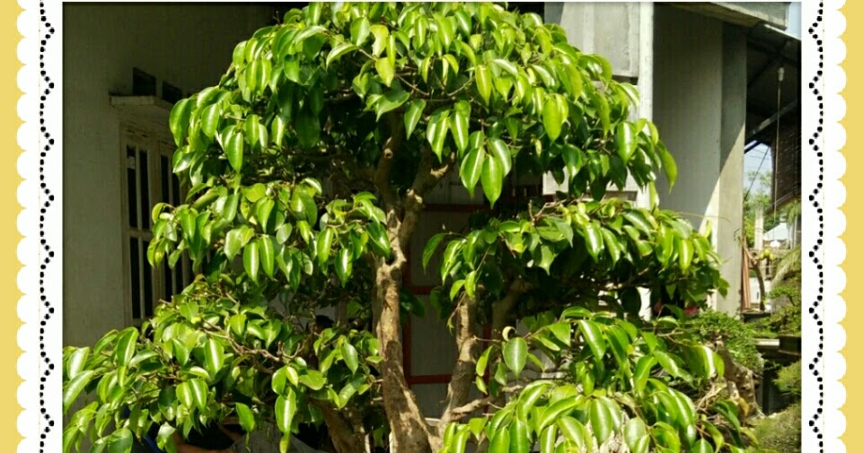 Ficus Benyamina Bonsai Khas Tanaman Indonesia 