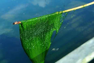 tahu sawah umpan ikan wader besar