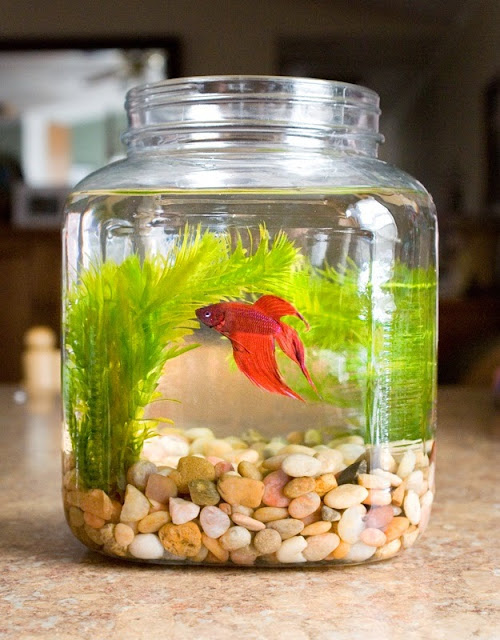 glass fishbowl decoration ideas, decorative fish bowl Plant