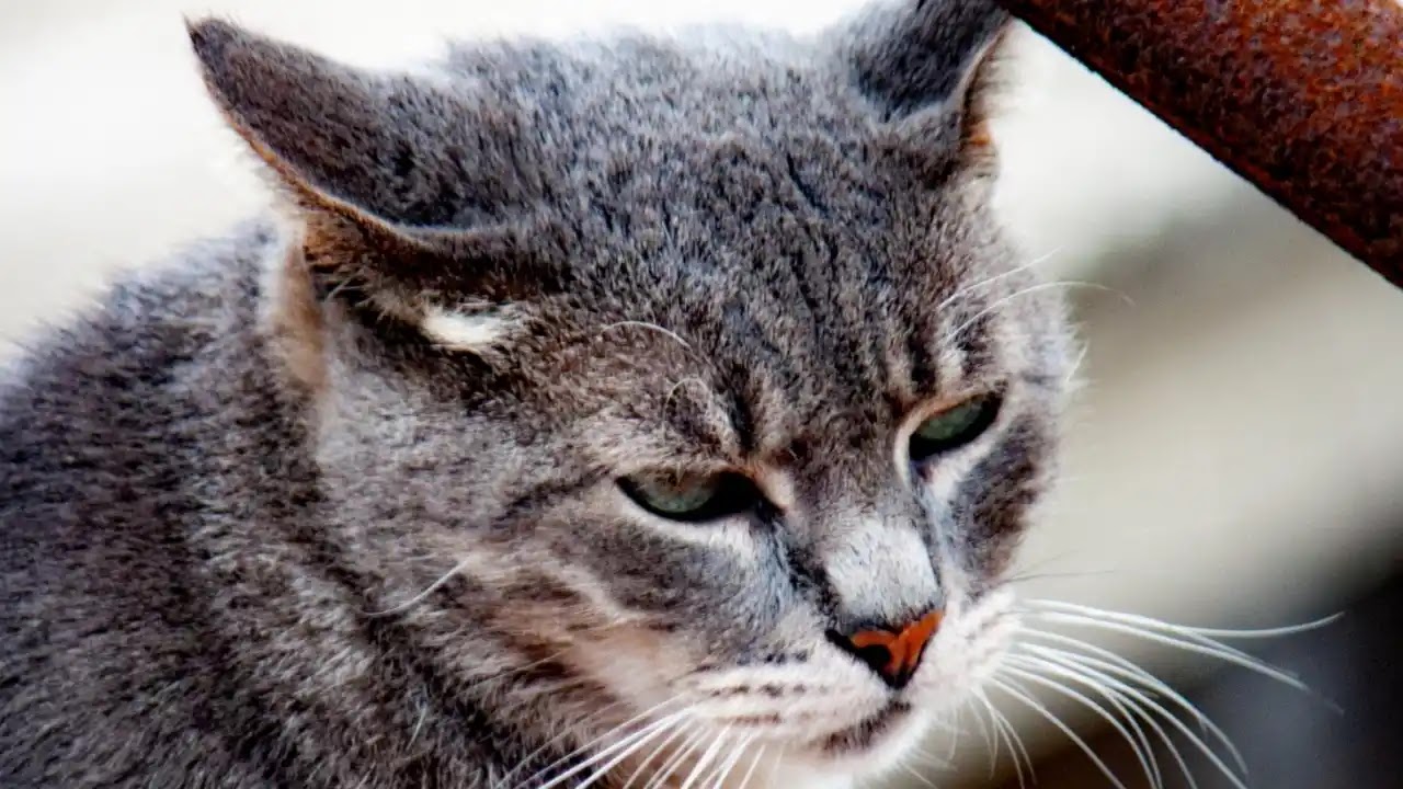 Essential Care for Senior Cats 2