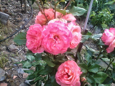 rosas rosa