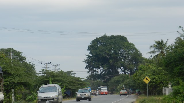 A Memory Tree, Kandal