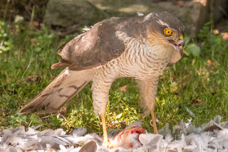 Sparrowhawk DFBridgeman