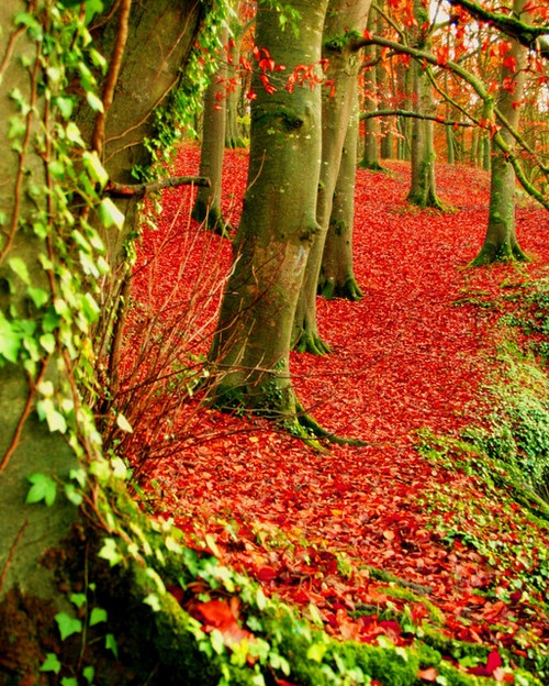 Red Forest, Cantabria - Spain