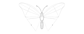 how-to-draw-butterfly-2-12