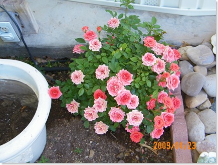 Averil's tea roses