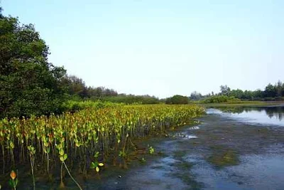 Keadaan-Hutan-Mangrove-Dunia