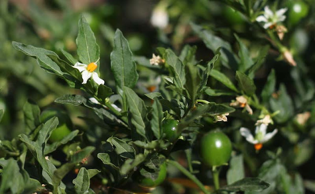 Solanum Pseudocapsicum