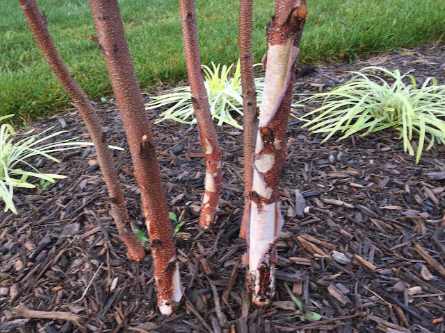 baby river birch bark