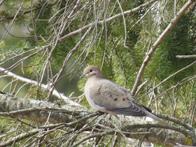 mourning dove in an evergreen tree