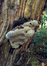 Ganoderma fungus.  Walk around the Hawkwood Estate 20, 30 August 2016.