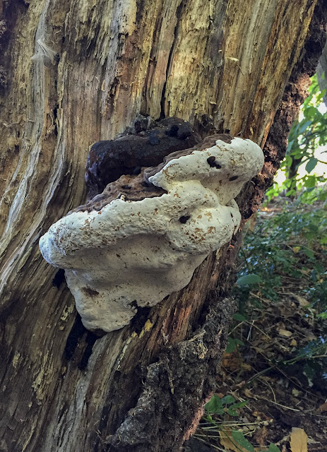 Ganoderma fungus.  Walk around the Hawkwood Estate 20, 30 August 2016.