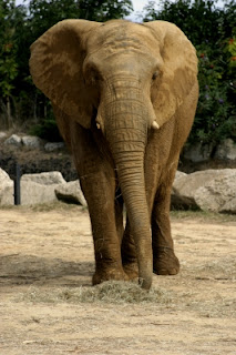 ελέφαντας