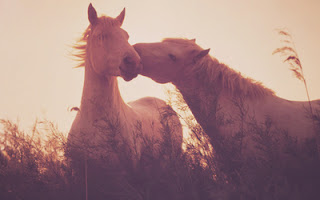 horse kissing other horse at evening