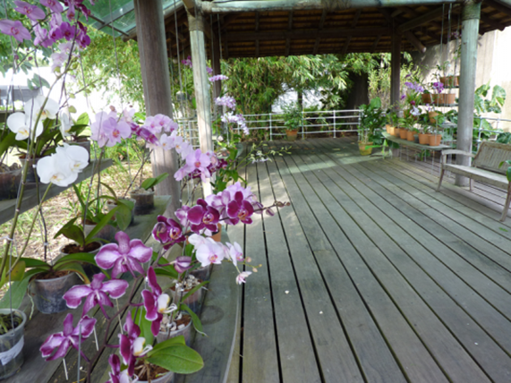 Orquidario - Belém do Parà, fonte: Mangal dos Garça, site