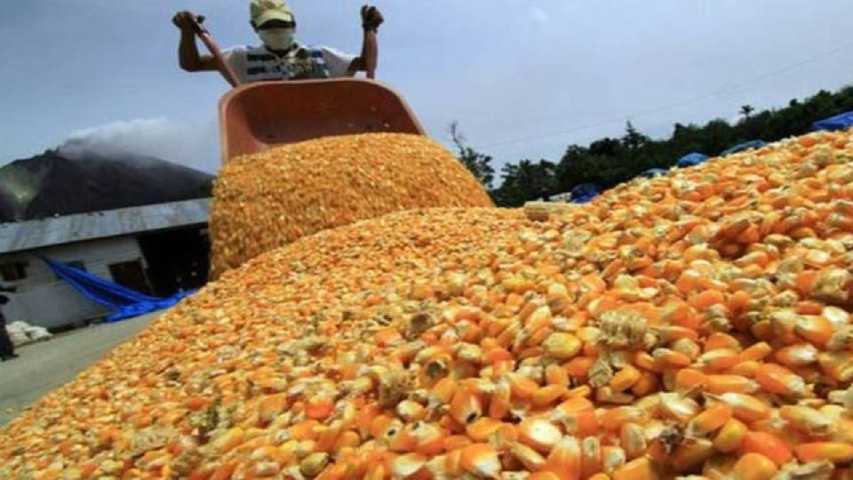 25 % creció la producción de maíz y arroz