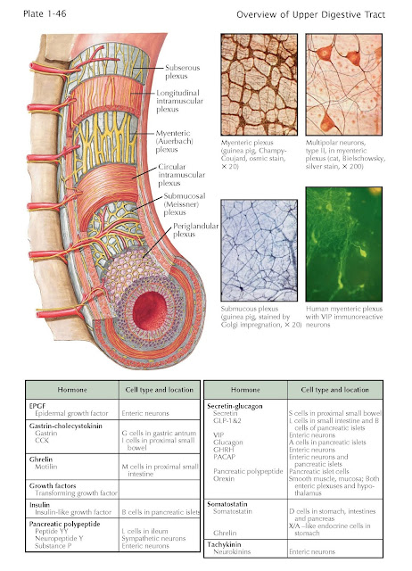 Enteric Nervous System