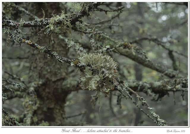 Great Head: ... lichens attached to the branches...