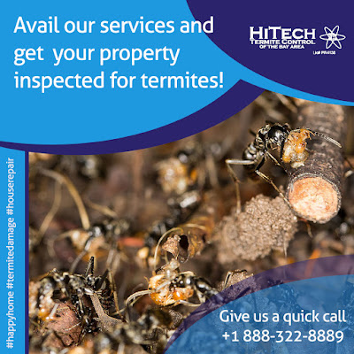 Termite Inspection