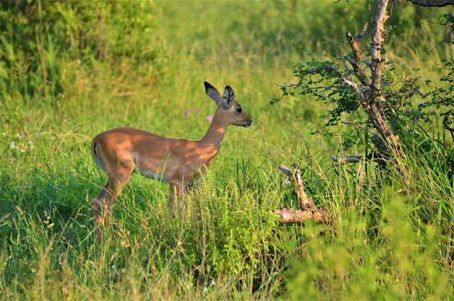 Impala @SANParksKNP @SANParks #KrugerNationalPark #SouthAfrica