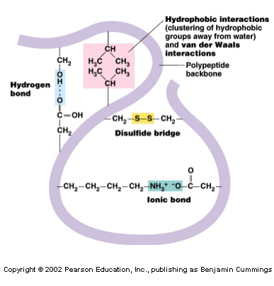 Main bonds of tertiary structure