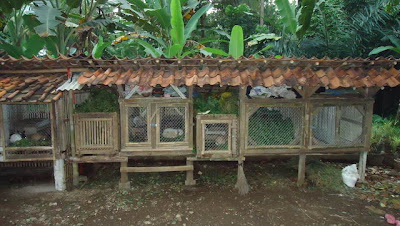 Contoh Kandang Kelinci dari Kayu dan Bambu