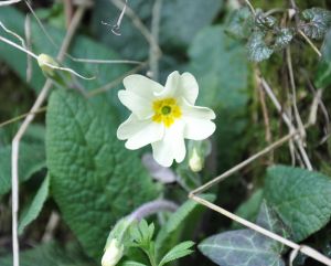 First primrose of Spring. Stock Photo credit: deirdre60