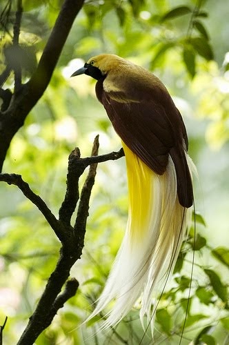 KUMPULAN GAMBAR FLORA FAUNA INDONESIA Gambar Macam Jenis 