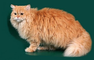 selkirk rex cat kitten pussy mace macka kat kass katze gato con kissa pets Haustiere huisdieren animaux de compagnie kucni ljubimci augintiniai