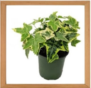 English Ivy Plant