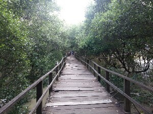 Mangrove demak