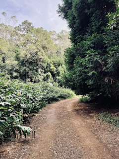 A dirt path along a green shrubbed road