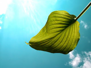 Green Leaf Sky Background Nature HD Wallpaper