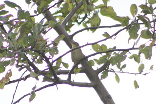 Grasshopper Warbler