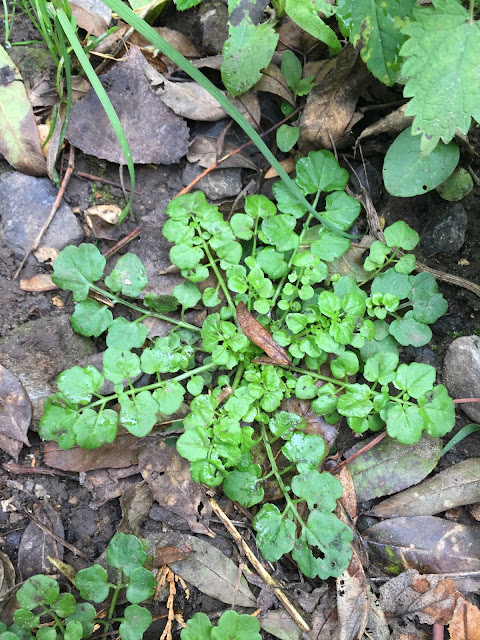 Hairy Bittercress (Cardamine hirsuta) ©bighomebird