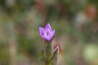 Autumn Gentian (Gentianella amarella)