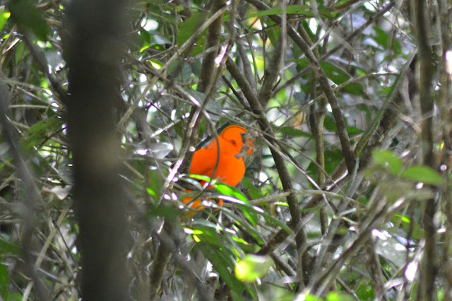 Guyane, Sentier, Kaw, Coq-de-roche, randonnée