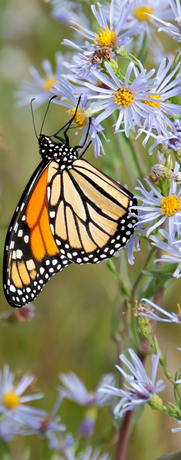 A monarch butterfly on white flower.