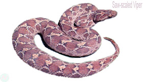 Saw-scaled viper snake, ফুরসা বোড়া সাপ; খুঁদে চন্দ্রবোড়া