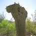 Arizona-Sonora Desert Museum