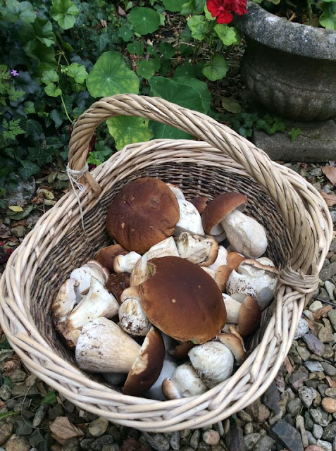 cèpes dans les Ardennes : un début de saison