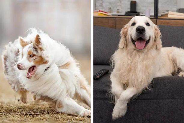 Difference entre Golden Retriever et Berger Australien