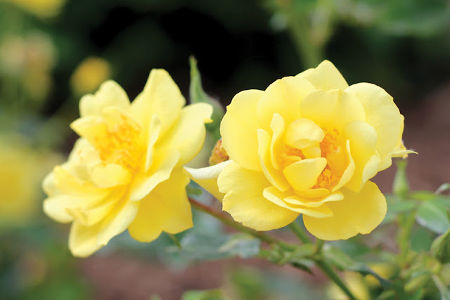 Oso Easy Lemon Zest rose from Proven Winners ColorChoice