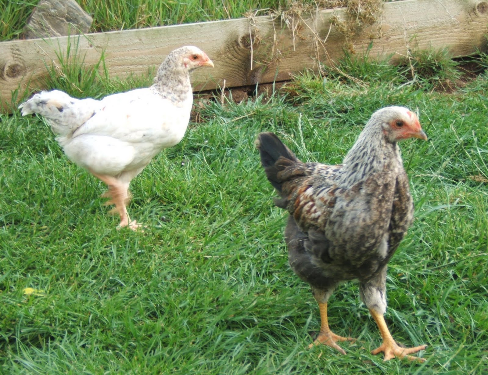 Bellecross Hens: Chick update - photos